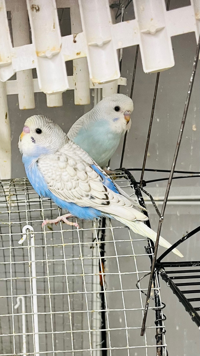 white- blue baby budgies need a lovely home/budgie  in Birds for Rehoming in Downtown-West End - Image 4
