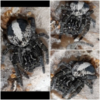 Female velvet spider Stegodyphus Lineatus available.