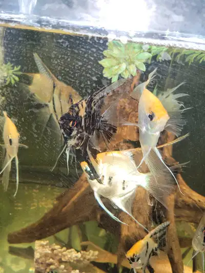 large Angel fish, View more
