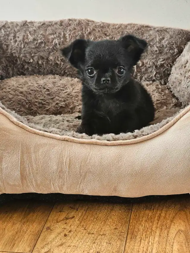 Ckc Registered chihuahua puppies in Dogs & Puppies for Rehoming in Ottawa - Image 7