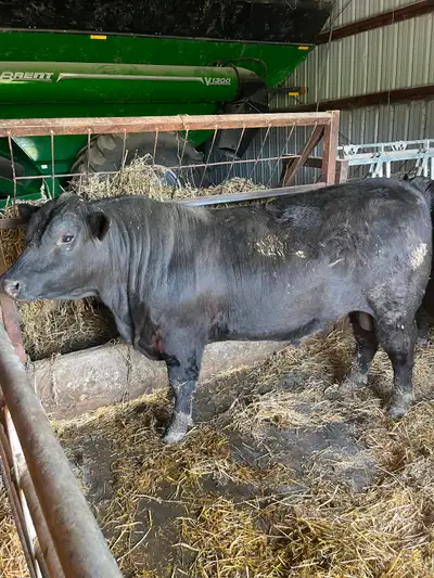 Angus bulls, View more