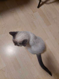 Purebred Siamese cat looking for a good home