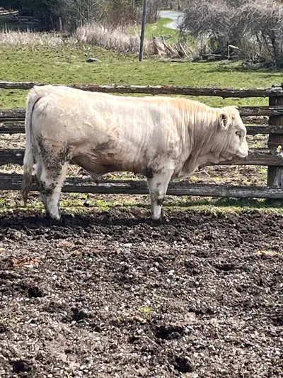 Born Dec 22, 2023 Scurred. Douro Dummer Bryan Watson I have two other bulls posted as well https://w...