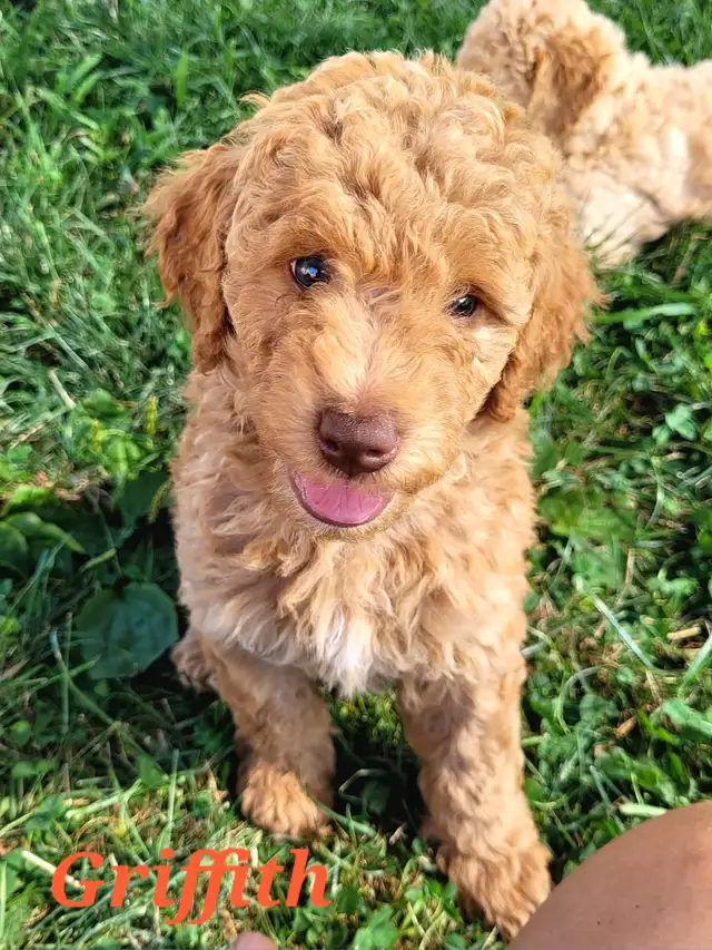 F1BB Goldendoodle Puppies in Dogs & Puppies for Rehoming in Brantford - Image 2