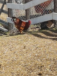 Purebred Rhode Island rooster