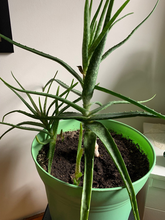  Aloe vera plant in Plants, Fertilizer & Soil in Saskatoon - Image 2