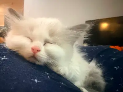 Beautiful Ragdoll Girl, View more