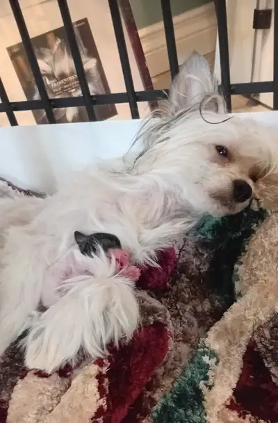 Chinese Crested Puppies for sale, View more