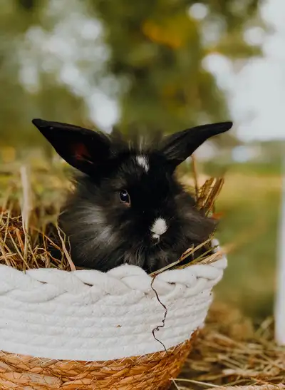 Baby Bunnies, View more