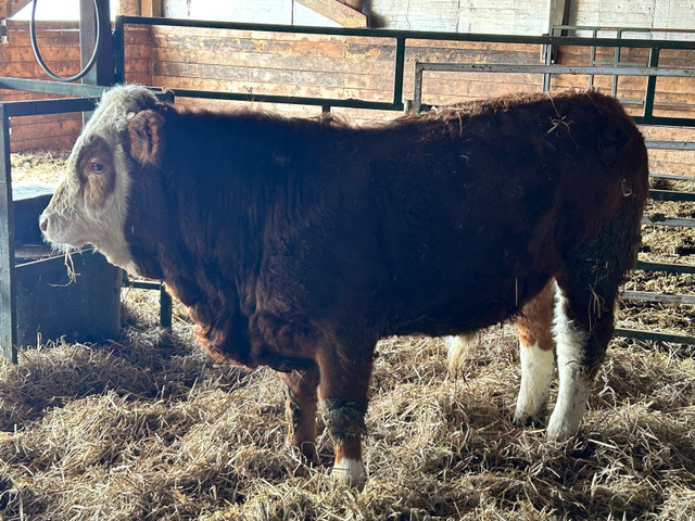 Fullblood Simmental bull in Livestock in Charlottetown - Image 4