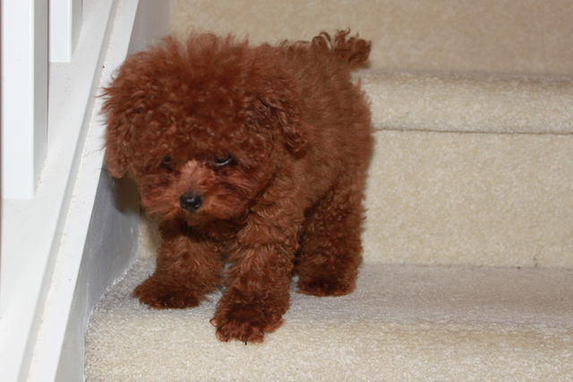 Adorable tiny TEA  teddy face red poodle puppies in Dogs & Puppies for Rehoming in Richmond - Image 9