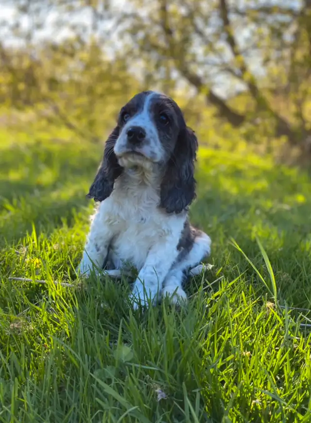 English Cocker Spaniel puppies in Dogs & Puppies for Rehoming in Oakville / Halton Region - Image 4