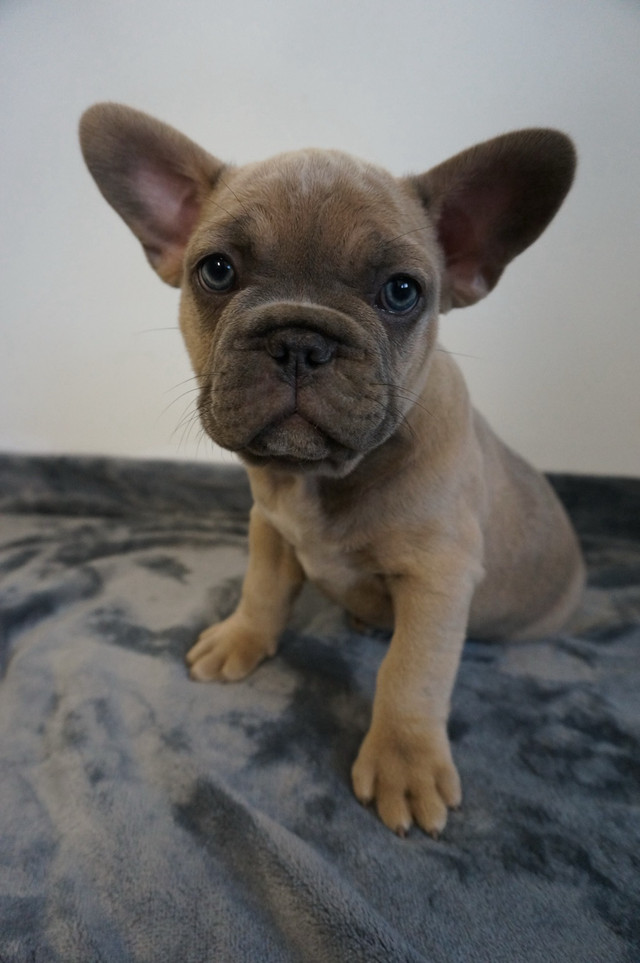 French bulldog Puppies in Dogs & Puppies for Rehoming in Kawartha Lakes - Image 2