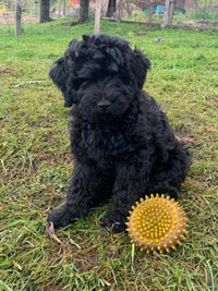 Double Doodle Puppy for Sale