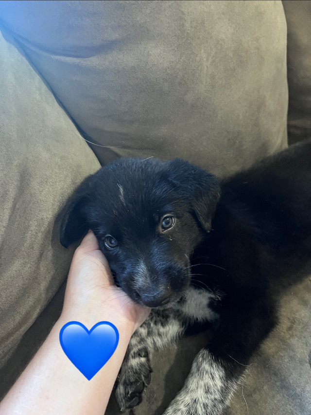 Available now! Border Collie x Lab/blue heeler puppies Dogs & Puppies for Rehoming Kawartha