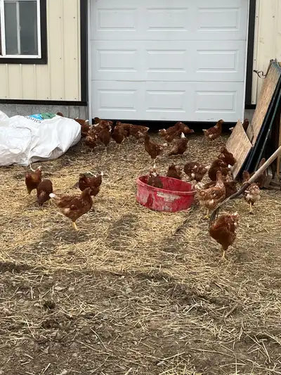 90 young Isa brown layer hens just started to get the of egg from them