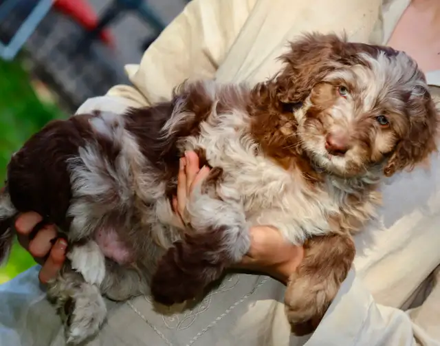 DOODLES TRÈS RARES BORDOODLES F1, CHOIX DE 6 COULEURS ,CHIOTS, in Dogs & Puppies for Rehoming in Laurentides - Image 10