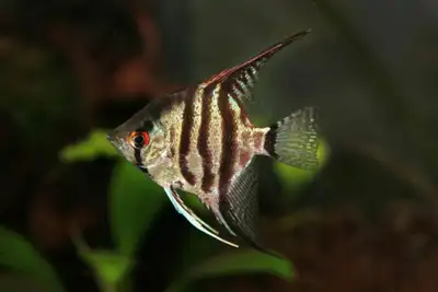 Large Zebra Angelfish 8–10 cm – Premium Show Quality Angels, View more