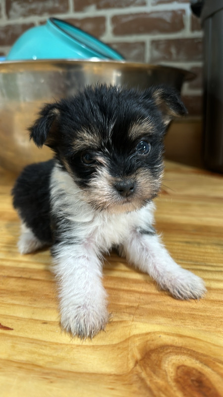 Miniature size tea cup yorkie in Dogs & Puppies for Rehoming in Oshawa / Durham Region