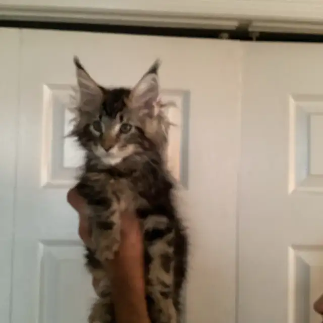 Mainecoon