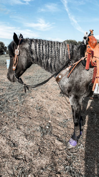 AQHA Papered Blue Roan 7 yr old Mare