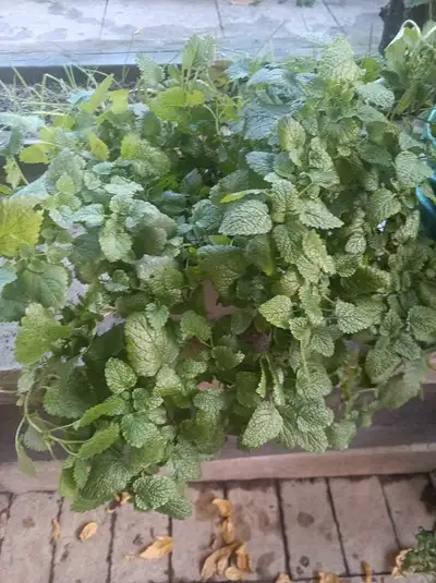 Lemon Balm Plant, View more