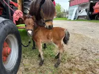 AMHR miniature mare + foal