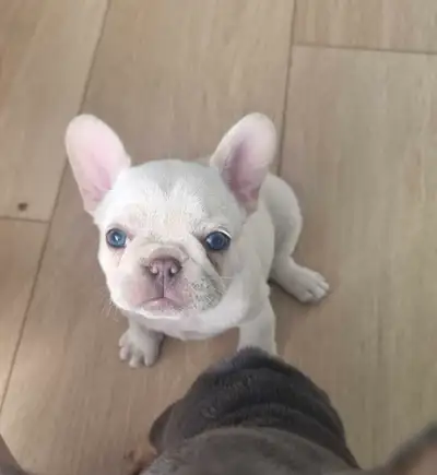 CKC French Bulldog Puppies, View more