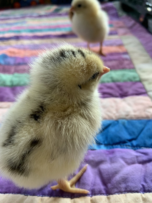 Chicks, pre orders, and hatching eggs for sale Livestock
