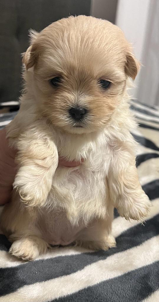 High Quality MALSHI Maltipoo X ShitZu  in Dogs & Puppies for Rehoming in Oakville / Halton Region