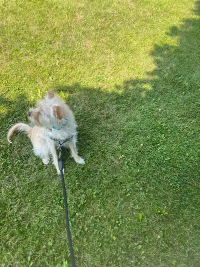 Pomanauze looking for furever home, View more