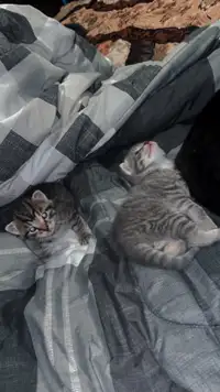 6 kittens for adoption