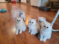 ❤️Gorgeous Registered Dollface Exotic Shorthair Kittens!!❤️