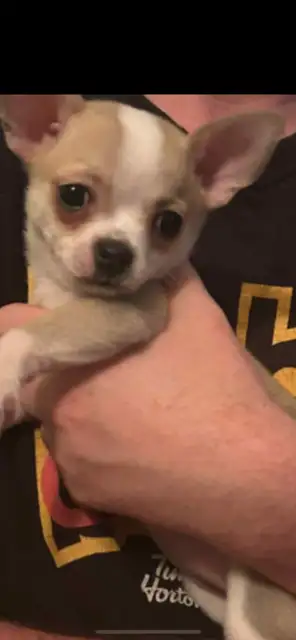Chihuahua Puppies, View more