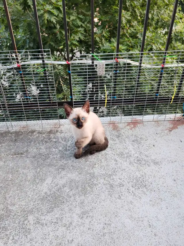 chatons Siamois in Cats & Kittens for Rehoming in Shawinigan - Image 3