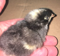 Barred Plymouth Rock Chicks