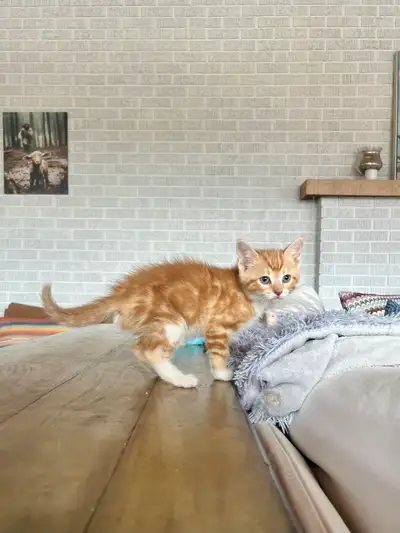 ❤️Golden Bengal-like Mixed Kittens❤️, View more