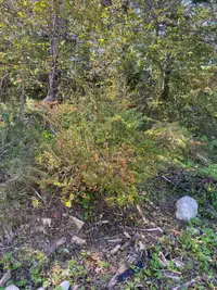 Plants, shrubs, spruce and fir trees 