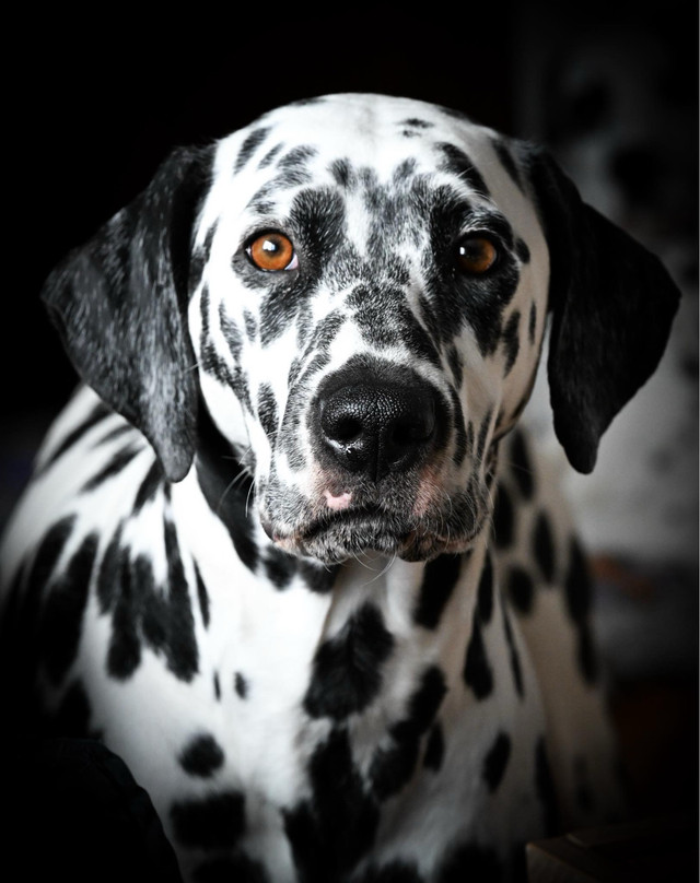 Dalmatian puppies expected May in Dogs & Puppies for Rehoming in Mississauga / Peel Region - Image 3