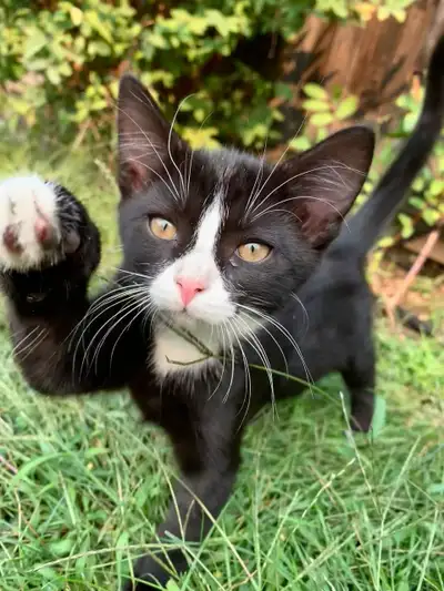 Adorable female  kitten looking for a loving home ‍, View more