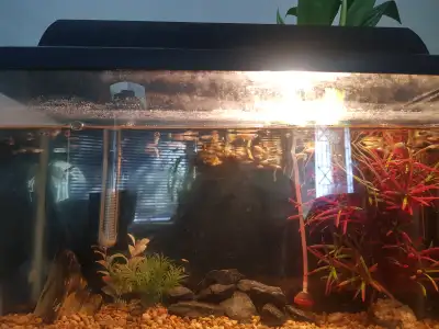 Guppy fish for sale - Brampton - $1, View more