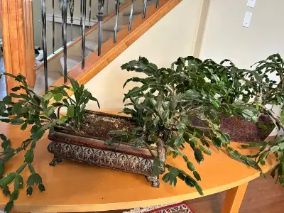  Christmas Cactus in ornamental/ metal flower pots, View more