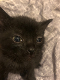 Black kitten 