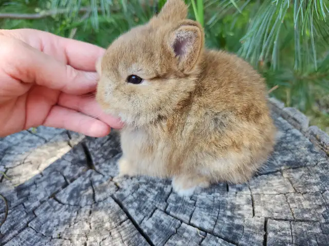 EXTRAORDINARY NETHERLAND DWARF, Mini rex, Holland lop baby bunny in Small Animals for Rehoming in Cape Breton - Image 11