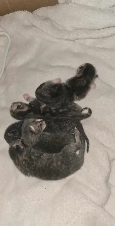 beau bébé chaton a réservé ❤️, View more