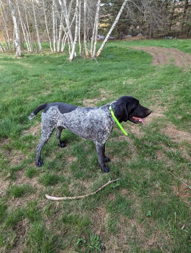 CKC Registered German Shorthaired Pointer Dogs & Puppies for Rehoming