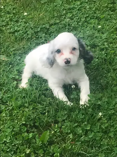 beautiful Cavapoo puppies, View more
