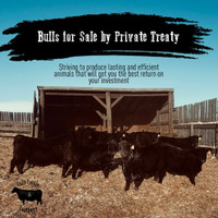 Black Angus bulls for sale