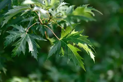 SILVER MAPLE TREE, View more