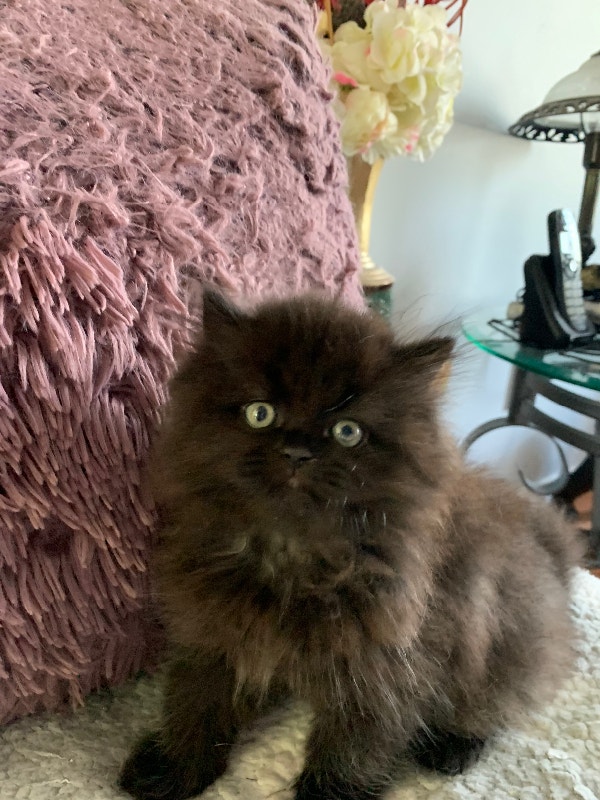 Persian kitten Cats & Kittens for Rehoming Ottawa Kijiji